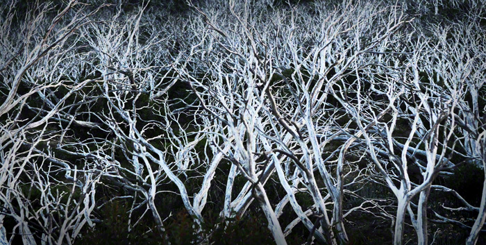 snowgum